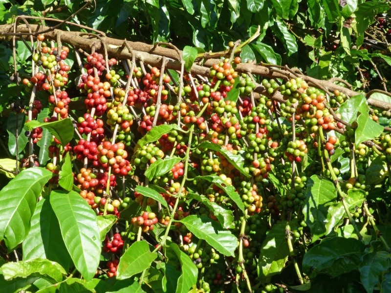 Cà phê vượt qua mốc 40.000 đồng/kg