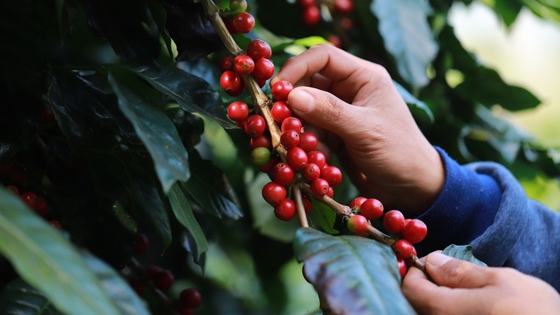 Cà phê sẽ vượt mốc 41.000 đồng/kg vào tuần này