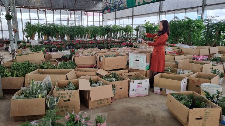 Thủ phủ hoa lớn nhất miền Bắc lao đao vì vắng khách