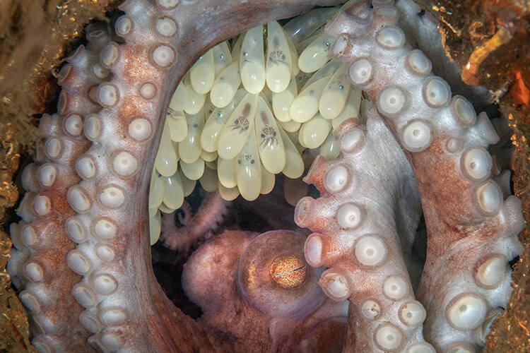 Những bức ảnh chiến thắng cuộc thi ảnh nghệ thuật dưới nước Ocean Art 2022