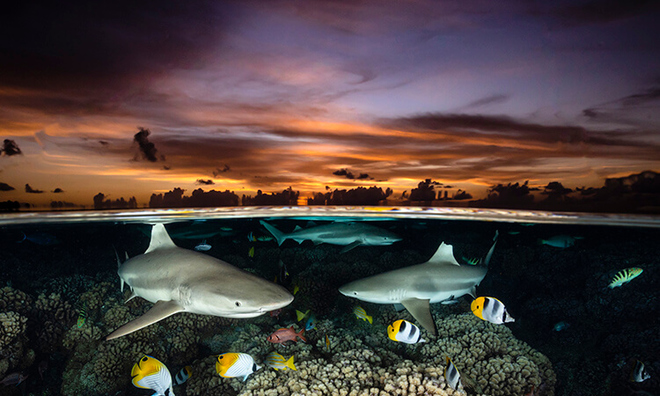 <p class="Normal">
<strong>Hạng mục Góc rộng</strong></p><p class="Normal"><em>Renee Capozzola – 'Bộ ba cá mập'</em><br /><br /><strong>Câu chuyện:</strong> Hình ảnh được chụp trên đảo san hô Fakarava xa xôi ở Polynesia thuộc Pháp, là Khu Dự trữ Sinh quyển của UNESCO. Do được pháp luật bảo vệ mạnh mẽ, hệ sinh thái biển ở đây tràn đầy sức sống và bạn có thể xem nhiều loài cá mập trong môi trường sống tự nhiên của chúng. </p><p class="Normal"><strong>Vị trí:</strong> Nam Fakarava, Polynesia thuộc Pháp</p><p class="Normal"><strong>Thiết bị được sử dụng: </strong>Canon 5D Mark IV, Ống kính Canon 16-35mm F2.8 II, Vỏ Nauticam, Đèn nháy Dual Sea & Sea YS-D3</p><p class="Normal"><strong>Cài đặt máy ảnh:</strong> ISO 500, F18, 1/160 giây</p>