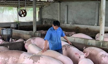 Giá lợn hơi vẫn dưới mốc 55.000 đồng/kg