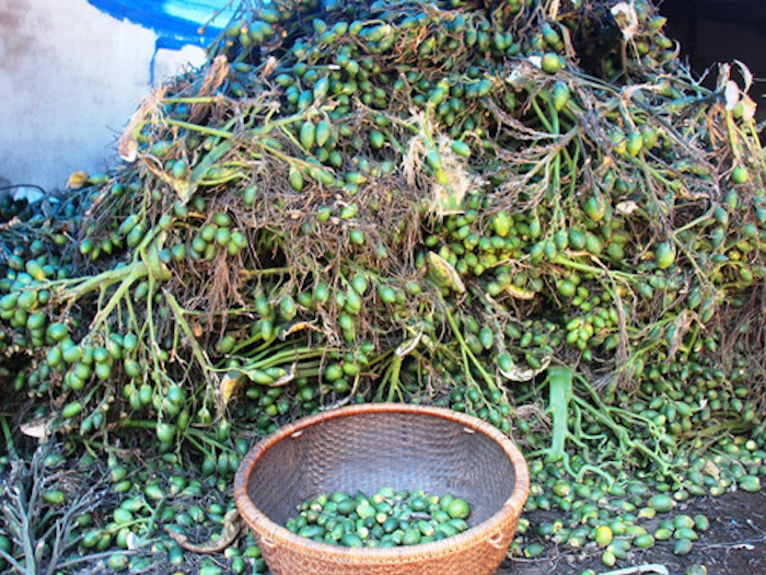 Thương lái Trung Quốc tăng mua cau non, Cục Trồng trọt khuyến cáo không trồng ồ ạt