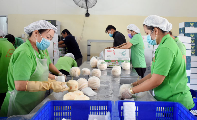 Muốn xuất khẩu dừa tươi sang Hoa Kỳ phải bỏ tối thiểu 75% xơ dừa