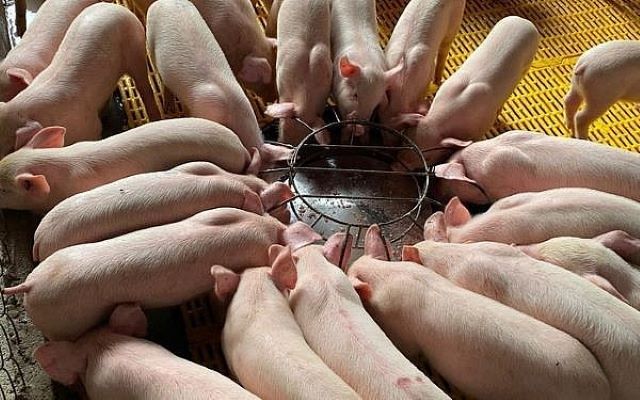 Giá lợn vẫn chưa bứt khỏi điểm hòa vốn