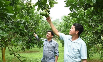 Sản xuất xanh gắn với giảm nghèo bền vững