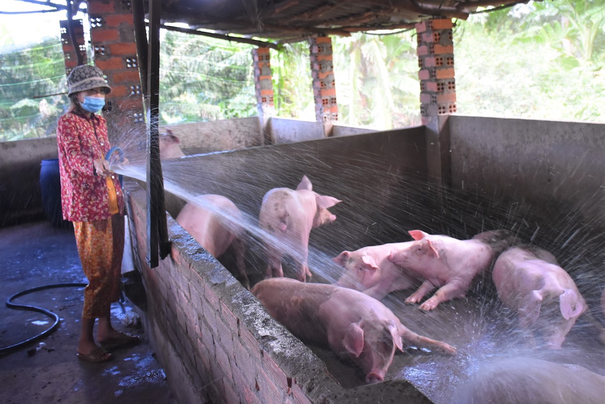 Giá heo bất định, đại gia chăn nuôi cũng gặp khó