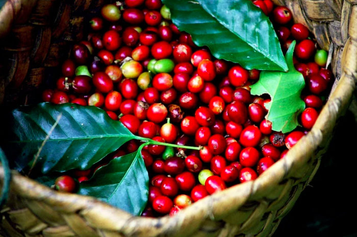 Giá cà phê duy trì ở mốc 44.000 đồng/kg