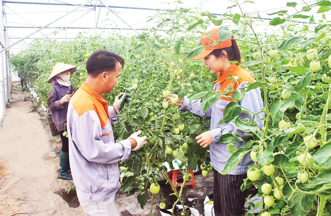 Khoa học công nghệ đang lan tỏa mạnh trong khu vực HTX