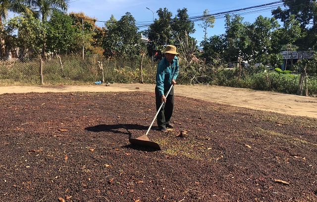 Nông dân thu tiền tỷ từ đồi rừng ở Đăk Hà