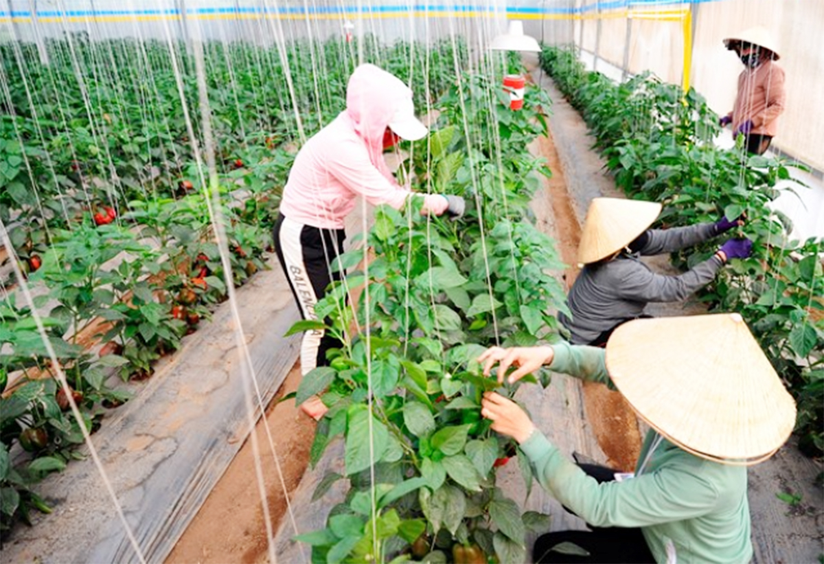 Làm giàu từ rau, hoa công nghệ cao ở Đơn Dương
