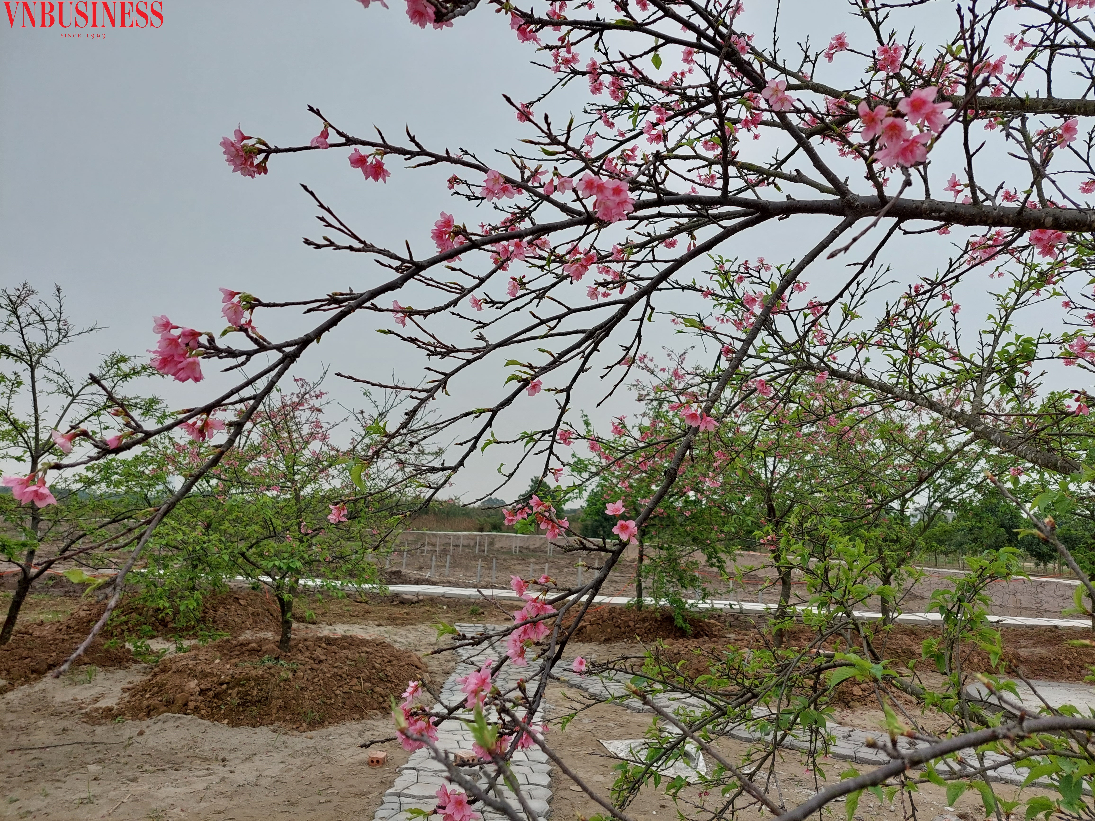 HTX Phúc Hoàng và hành trình chinh phục hoa anh đào Sakura