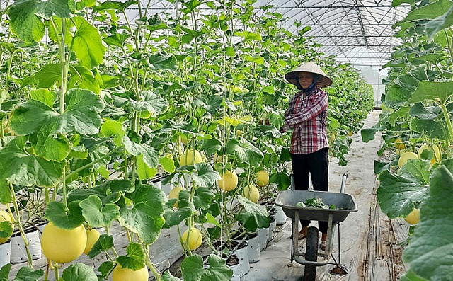 Thu trái ngọt nhờ ứng dụng khoa học công nghệ