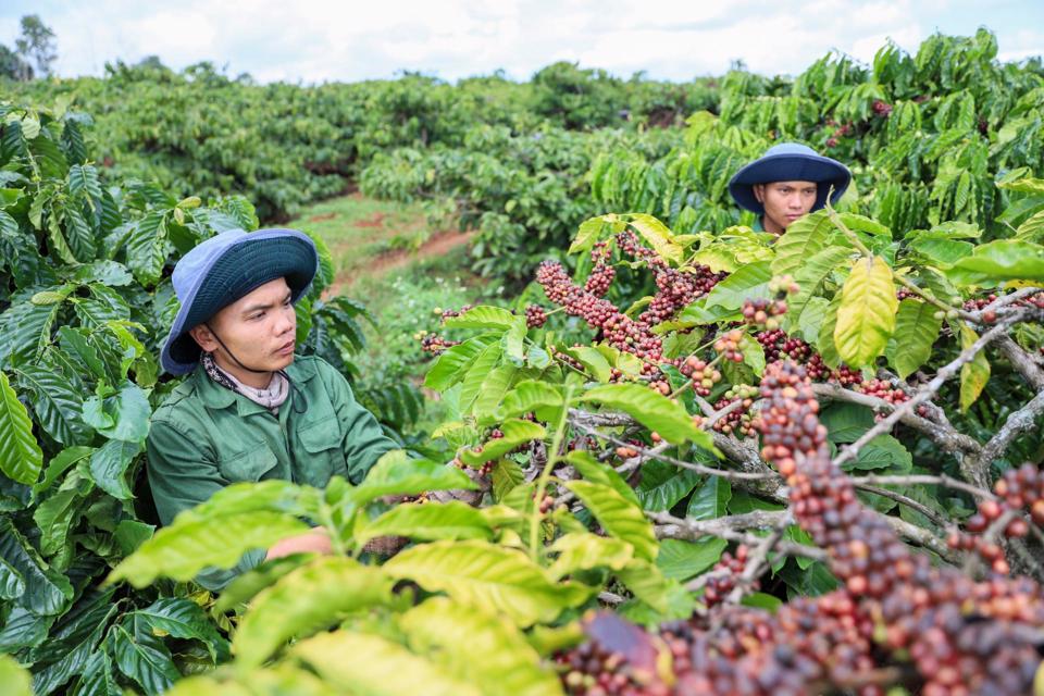 Thị trường tích cực, giá cà phê tiếp tục tăng