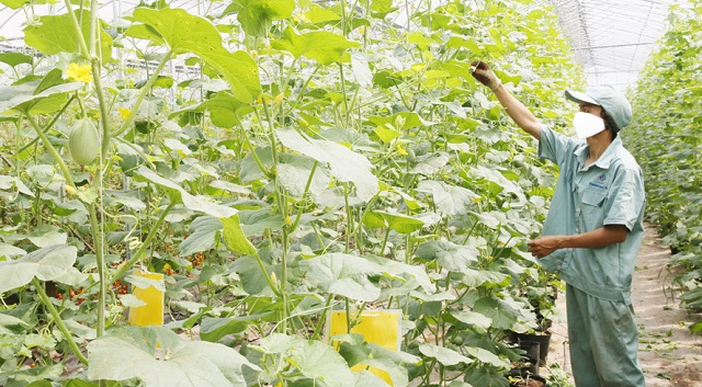 Xanh hóa môi trường từ ứng dụng khoa học công nghệ