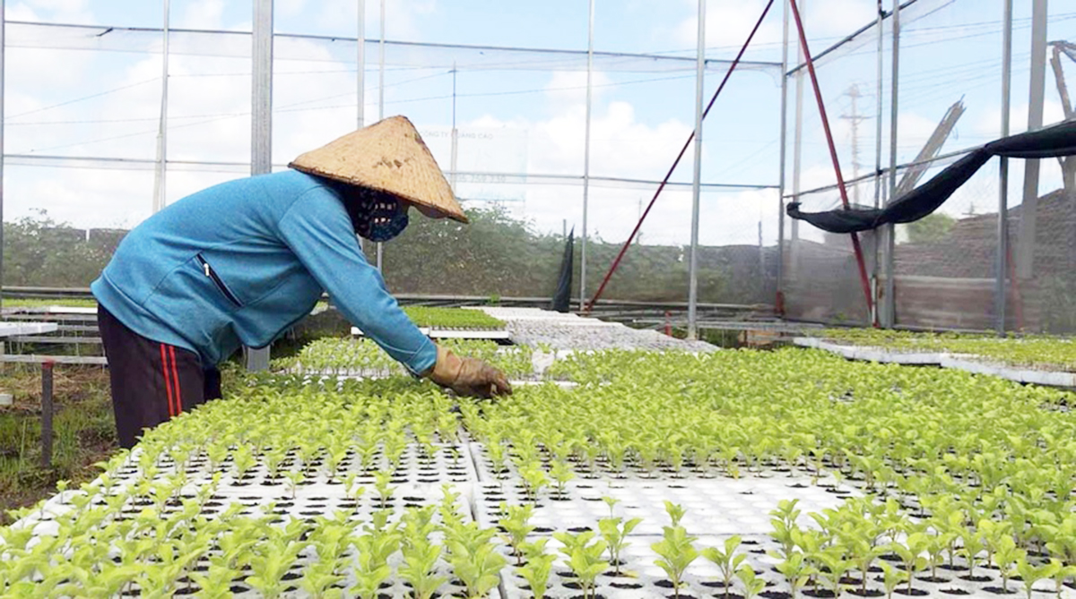 Chìa khóa giúp HTX 'thoát bẫy' chi phí đầu vào tăng, nâng cao giá trị sản xuất