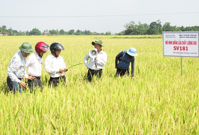 Sản xuất lúa phát triển nhờ ứng dụng công nghệ cao