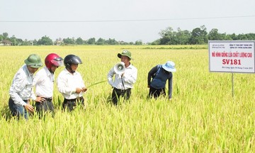 Sản xuất lúa phát triển nhờ ứng dụng công nghệ cao