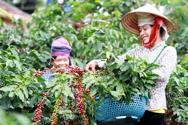 Kinh tế HTX tạo bước chuyển mạnh mẽ trong xóa đói, giảm nghèo