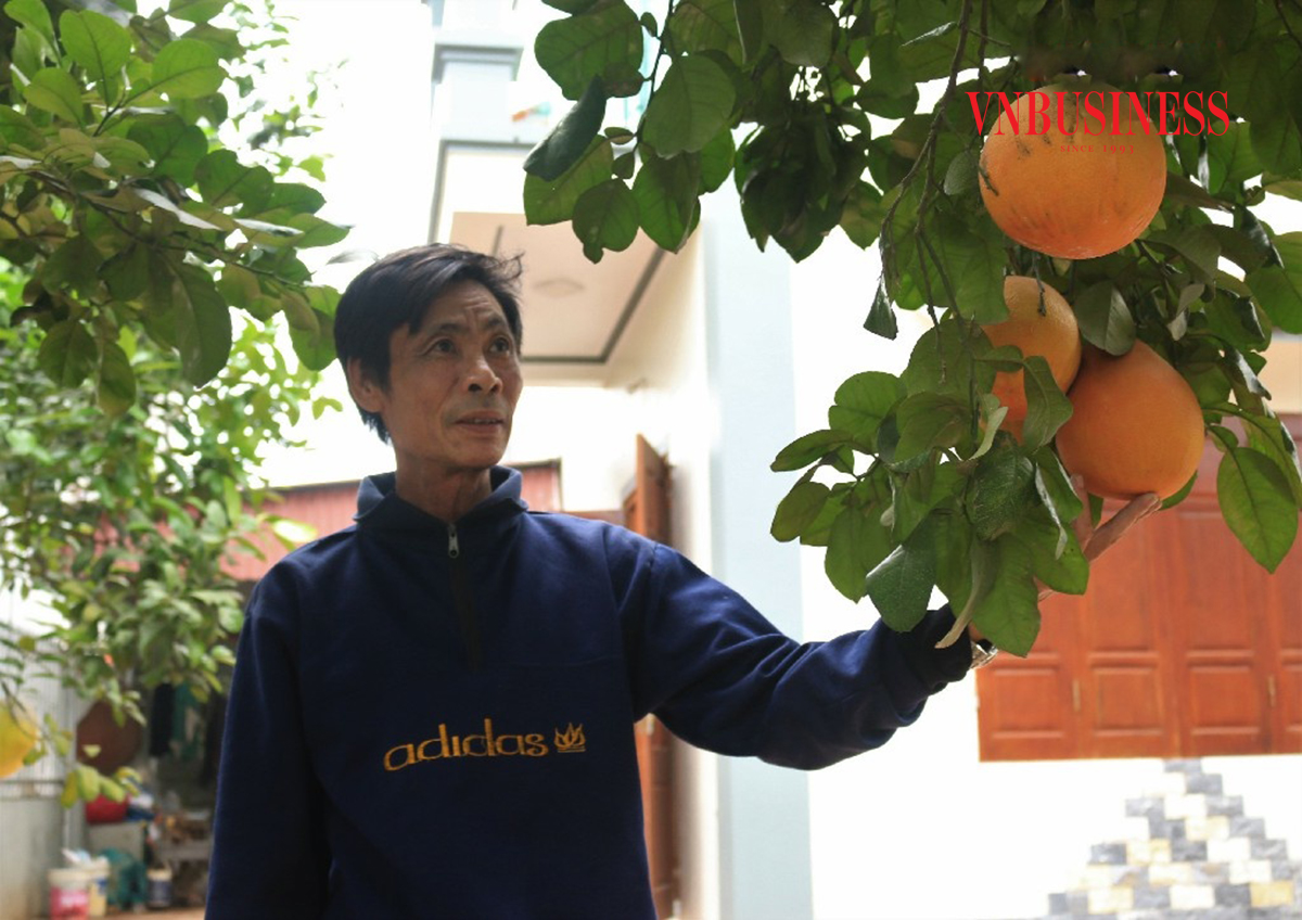 Trồng bưởi sạch, bán 'đắt như tôm tươi'
