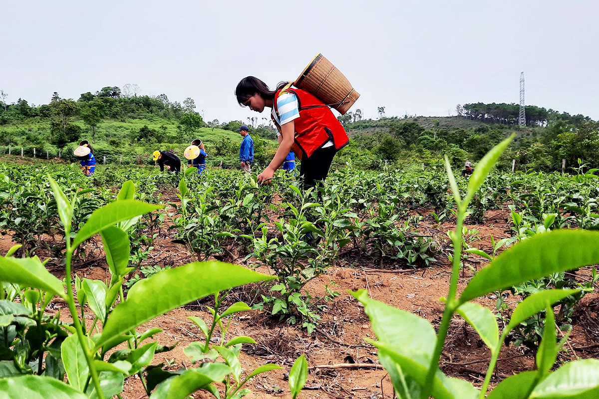 Vang danh chè sạch Đông Trường Sơn