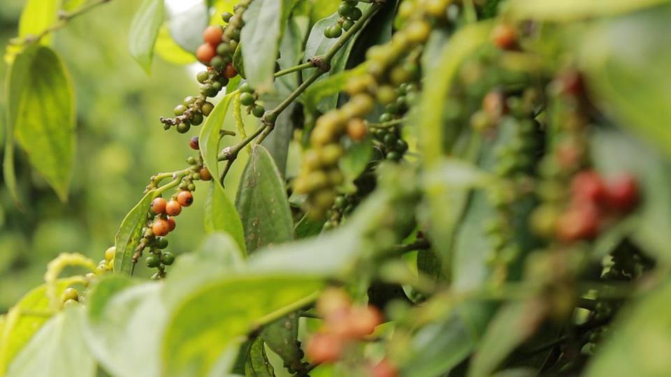 Giá tiêu khó chạm mốc 70.000 đồng/kg