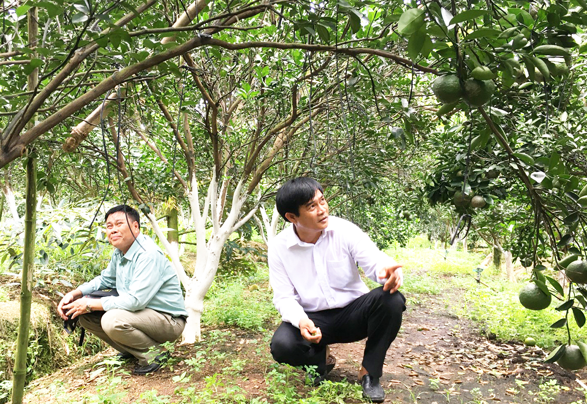 HTX ‘hái trái ngọt’ với công nghệ cao