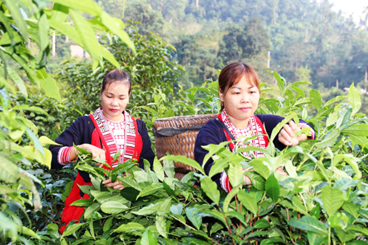 Đánh thức hương chè Shan tuyết Hà Giang