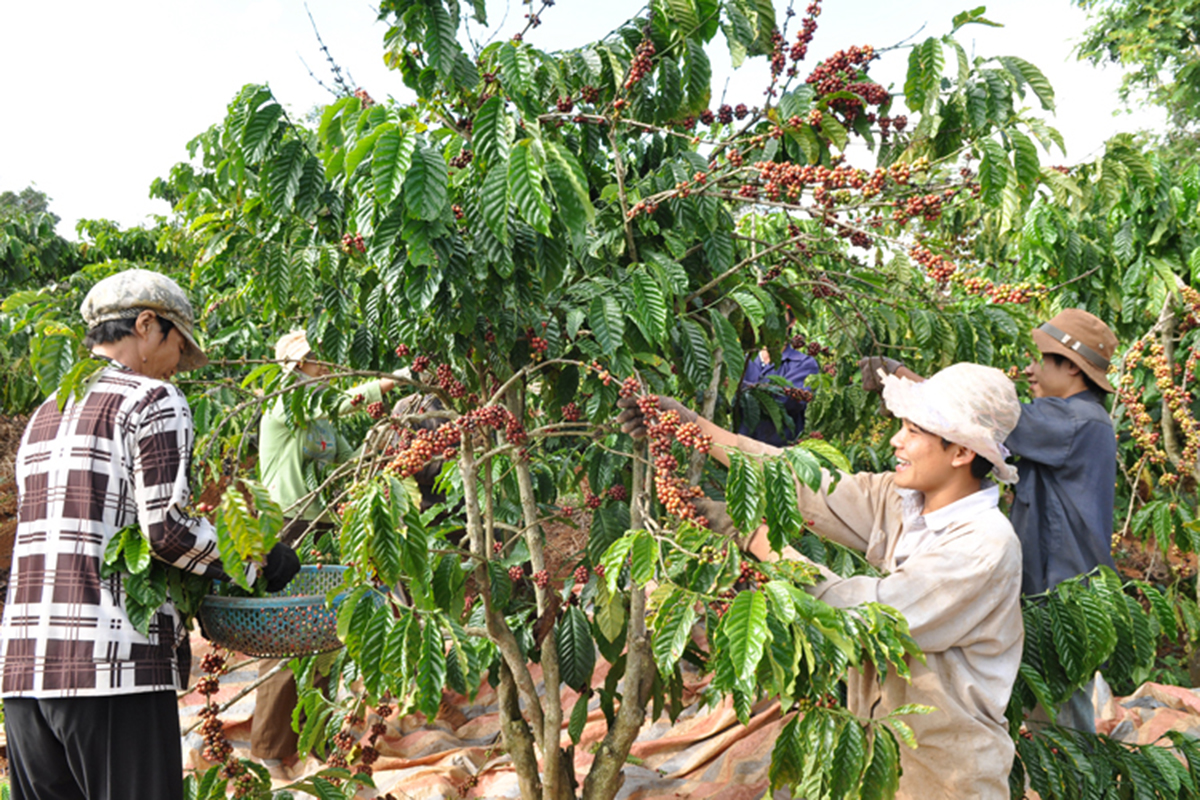Hợp tác tạo đòn bẩy cho nông nghiệp khu vực Tây Nguyên
