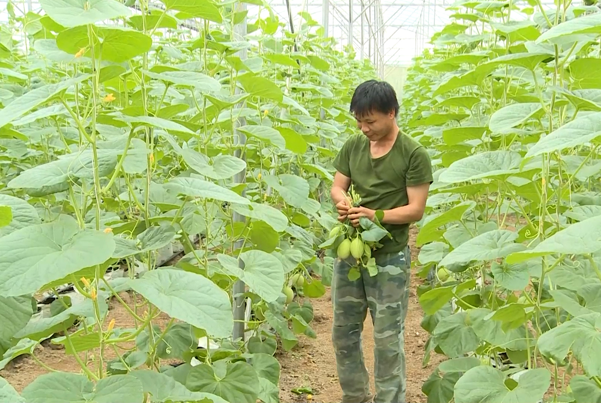 Sản xuất chuỗi 'bùng nổ' trong xây dựng nông thôn mới xứ Thanh