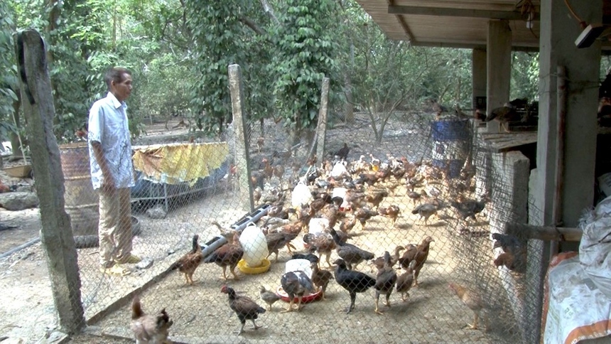 Trà Vinh Hiệu quả mô hình nuôi gà Ai Cập lấy trứng