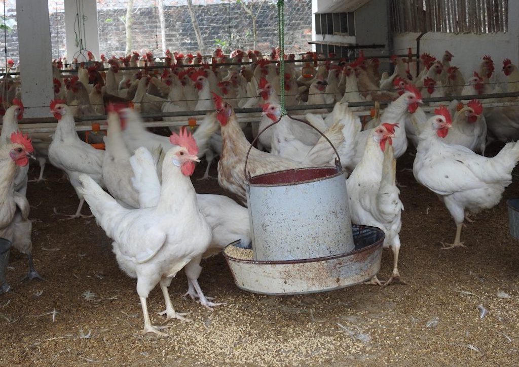 Mô hình nuôi gà ai cập đẻ trứng hiệu quả