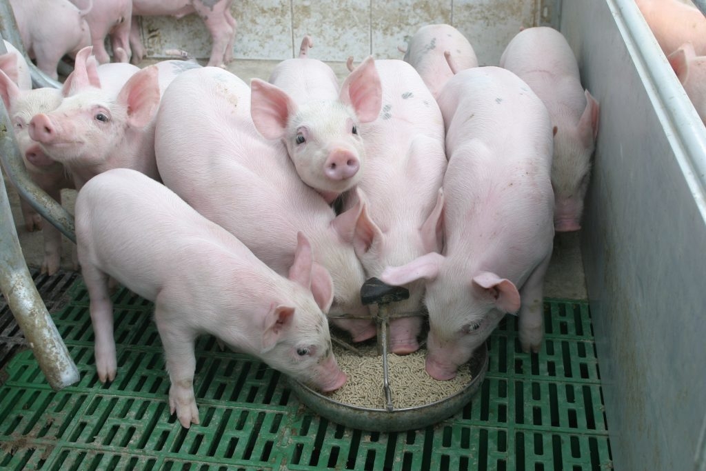 Tiếp tục giảm, giá lợn hơi chỉ còn 47.000 đồng/kg