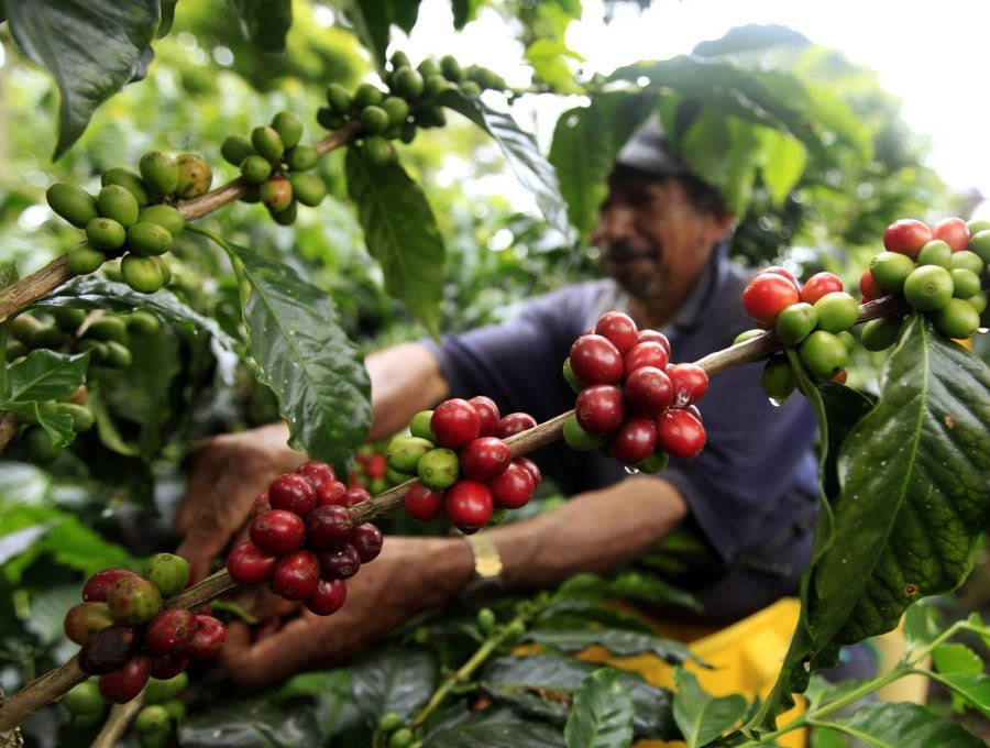 Thị trường cà phê giữ mức 48.000 đồng/kg