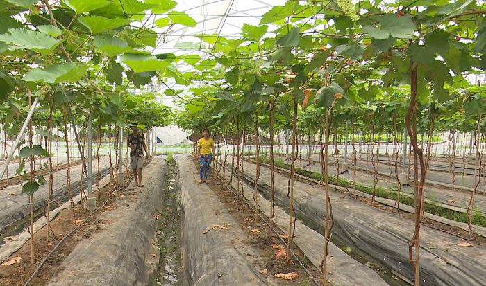 Nông nghiệp xanh trên nền công nghệ hiện đại