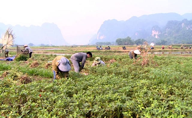 Lực đẩy giảm nghèo từ HTX đa dịch vụ