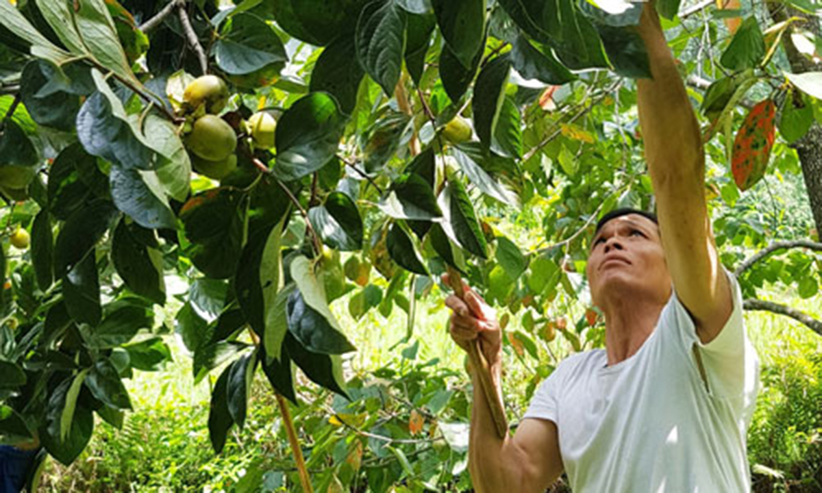 Sản phẩm thế mạnh thúc đẩy nông thôn mới huyện Chợ Đồn