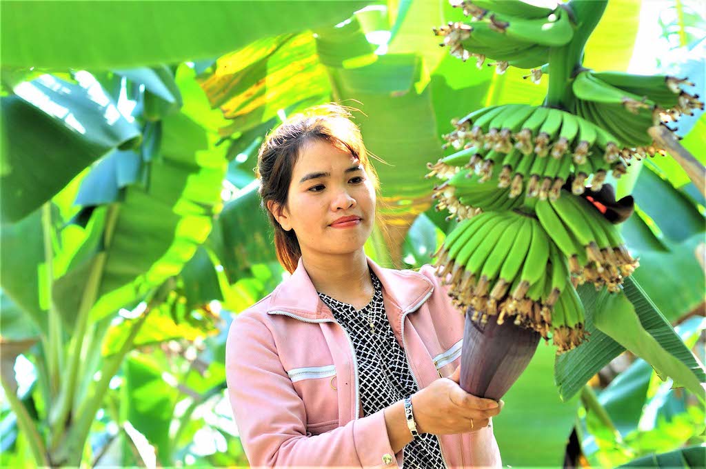 Liên kết chuỗi giúp giảm nghèo trên vùng đất khó
