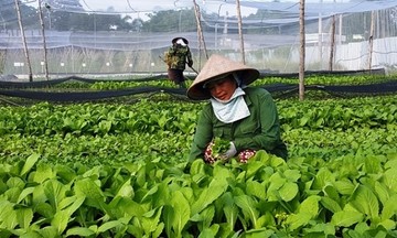 Ổn định đời sống thành viên bằng nông nghiệp sạch