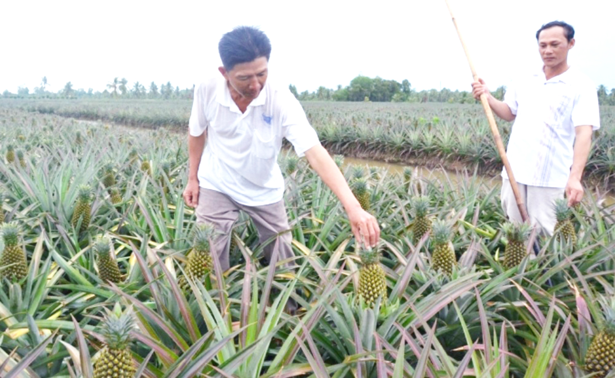 Cách làm mới giúp nông dân trồng khóm ở Vị Thanh thu trăm triệu mỗi năm