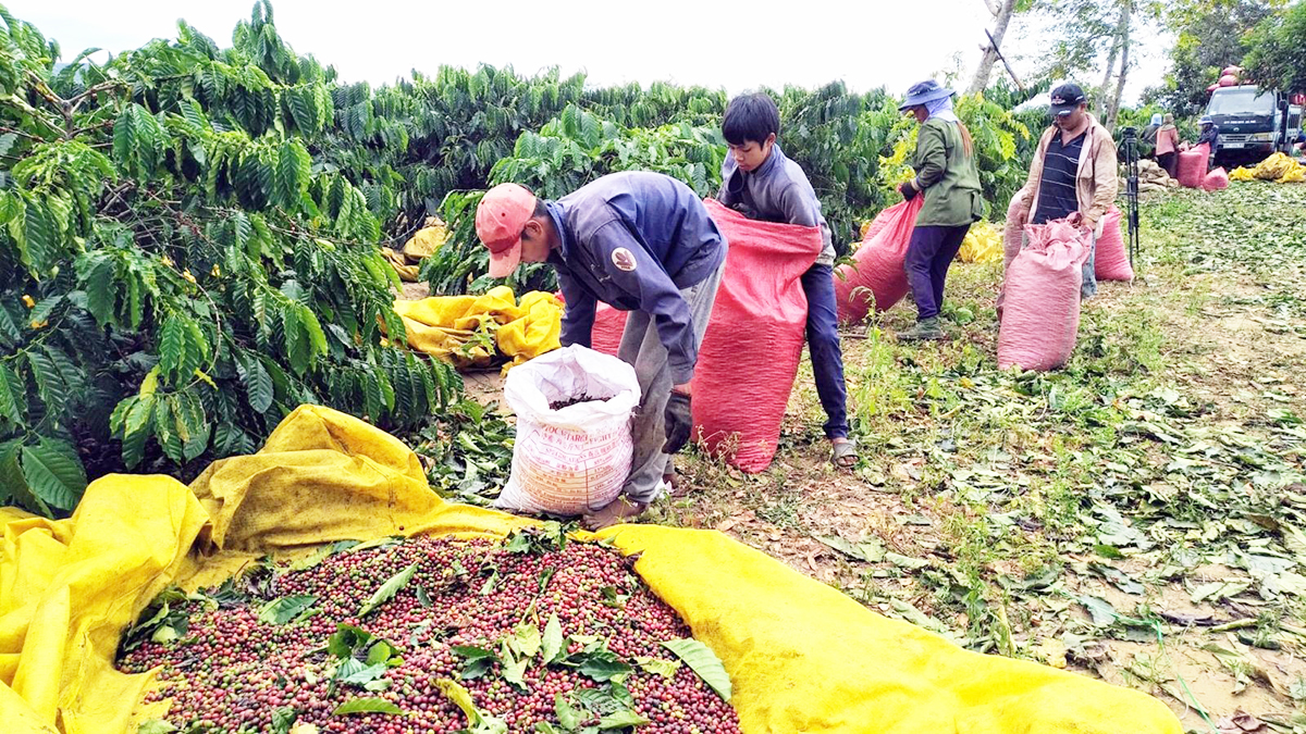 Nông thôn mới ở 'thủ phủ' cà phê Đăk Hà