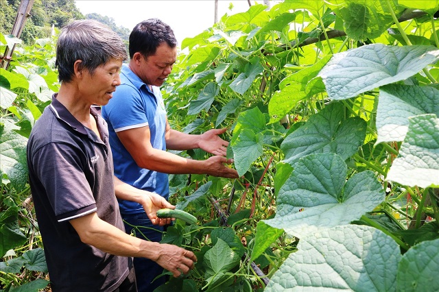 Mở hướng thoát nghèo cho người dân vùng biên