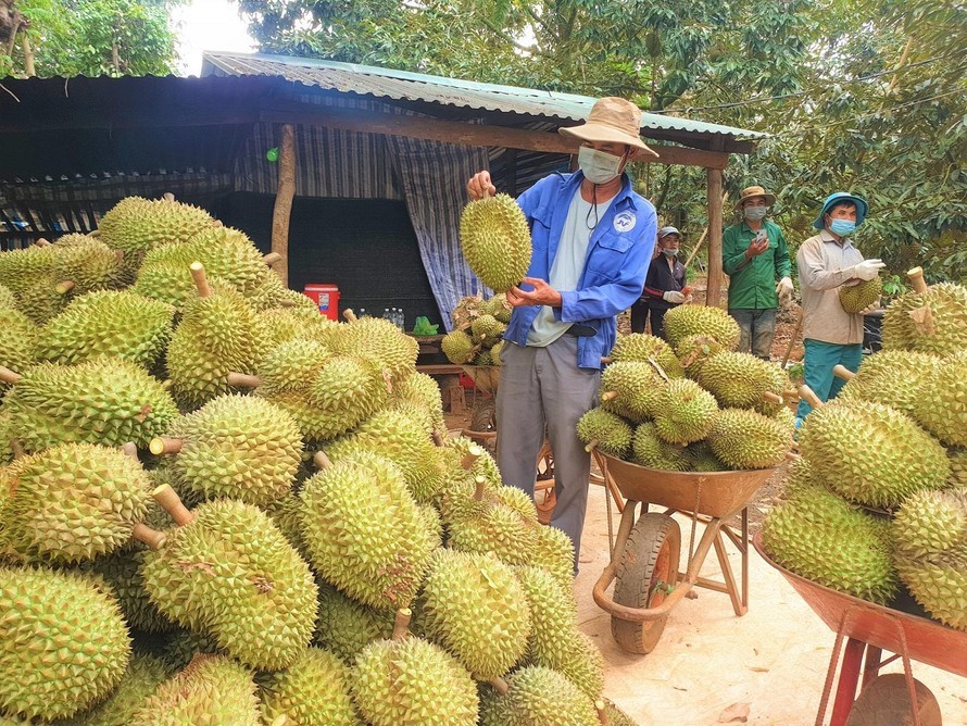 Sầu riêng Việt Nam đâu phải 'một mình một chợ', cứ trồng là bán được giá