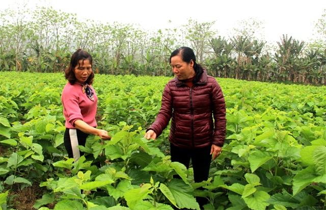 HTX sống khỏe với nghề... 'ăn cơm đứng'