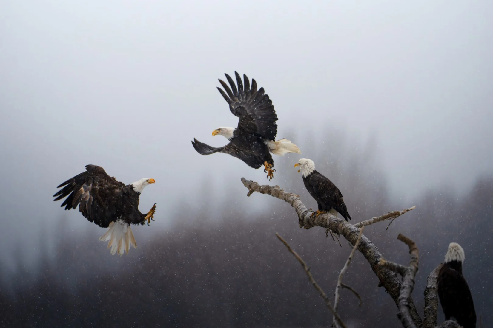 Những tác phẩm được National Geographic trao giải 'Bức ảnh của năm'