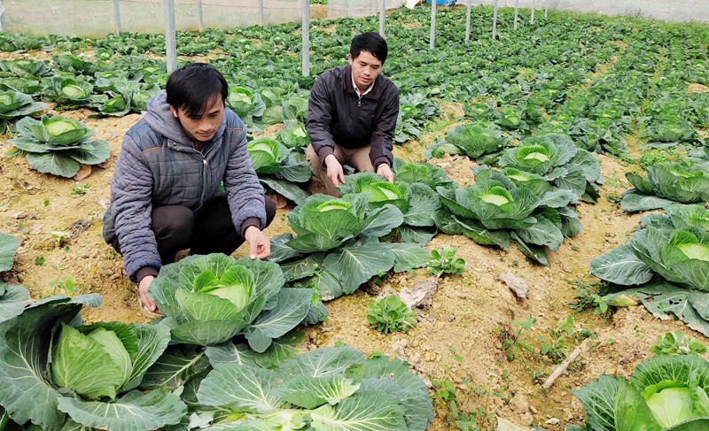 Đồng bào dân tộc thiểu số ở Si Ma Cai thoát nghèo nhờ có HTX