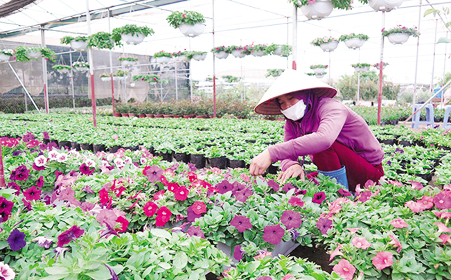 Sản xuất thích ứng với thị trường tại HTX Xuân Quan
