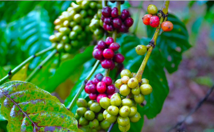Cà phê giảm 200 đồng/kg trước nỗi lo thiếu nguồn cung