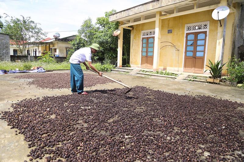 Cây 'lộc rừng' xóa đói giảm nghèo cho đồng bào dân tộc thiểu số