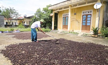 Cây 'lộc rừng' xóa đói giảm nghèo cho đồng bào dân tộc thiểu số